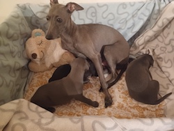 Q-litter 3 weeks c
